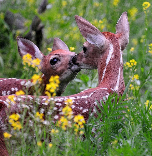 Spring Smooches