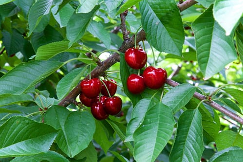 Ready to Pick