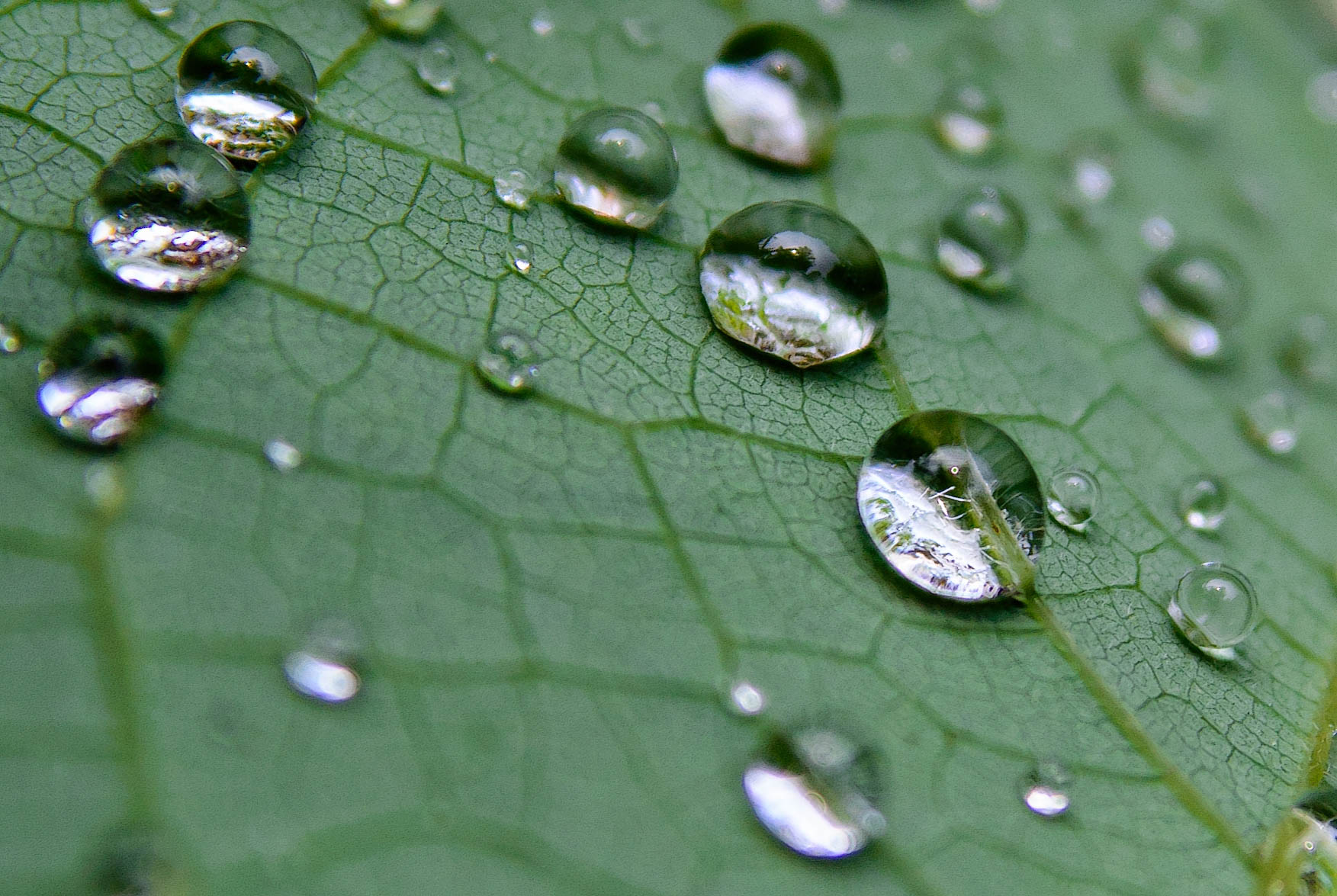 Drops of Field by Third Son