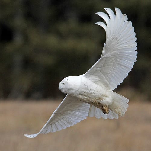 Snowy Owl (Bubo scandiacus)_0314_1