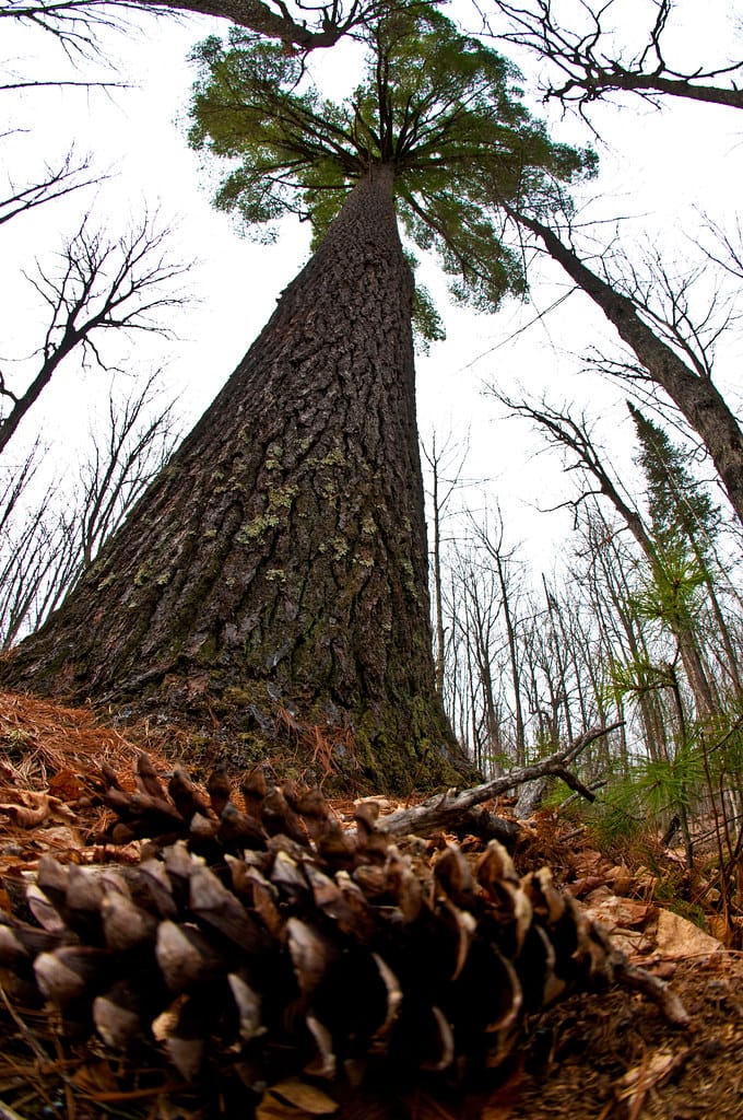 Michigan Wite Pine by Sven