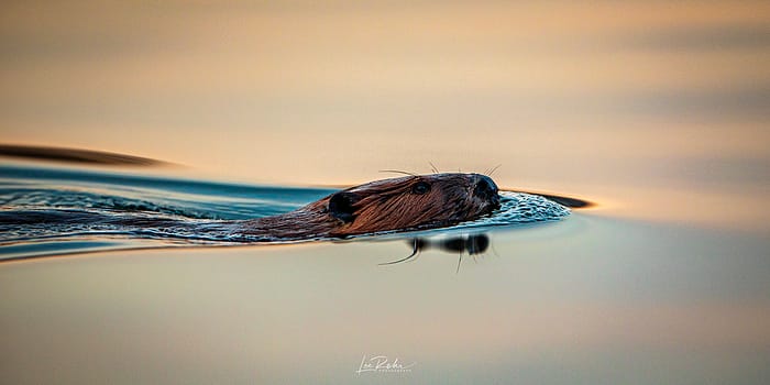 Untitled by Lee Rohr Photography