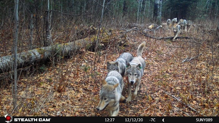 Isle Royale Wolf Pack by Isle Royale National Lakeshore