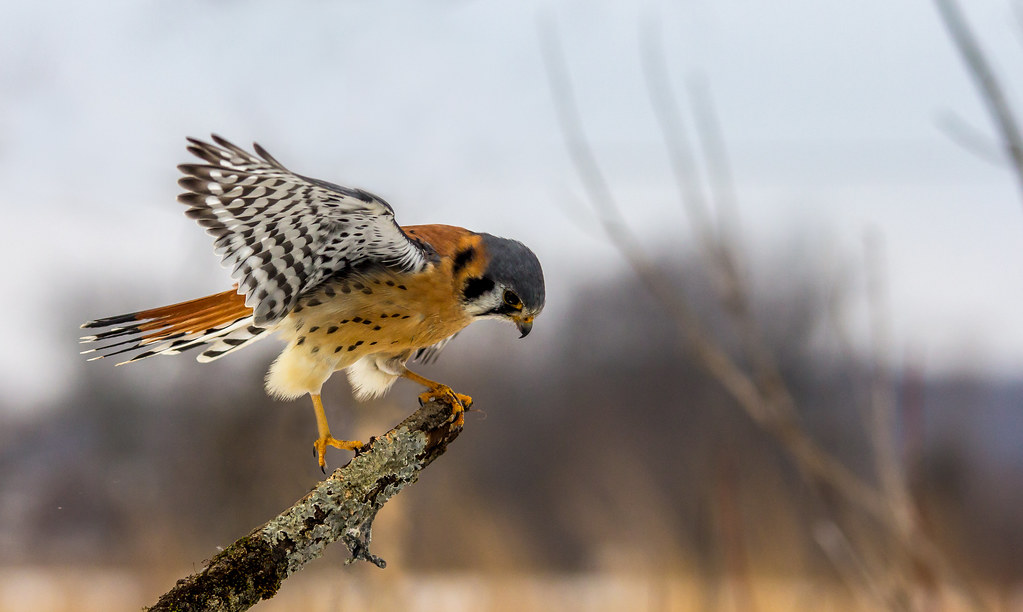 American Kestrel by Kevin Povenz