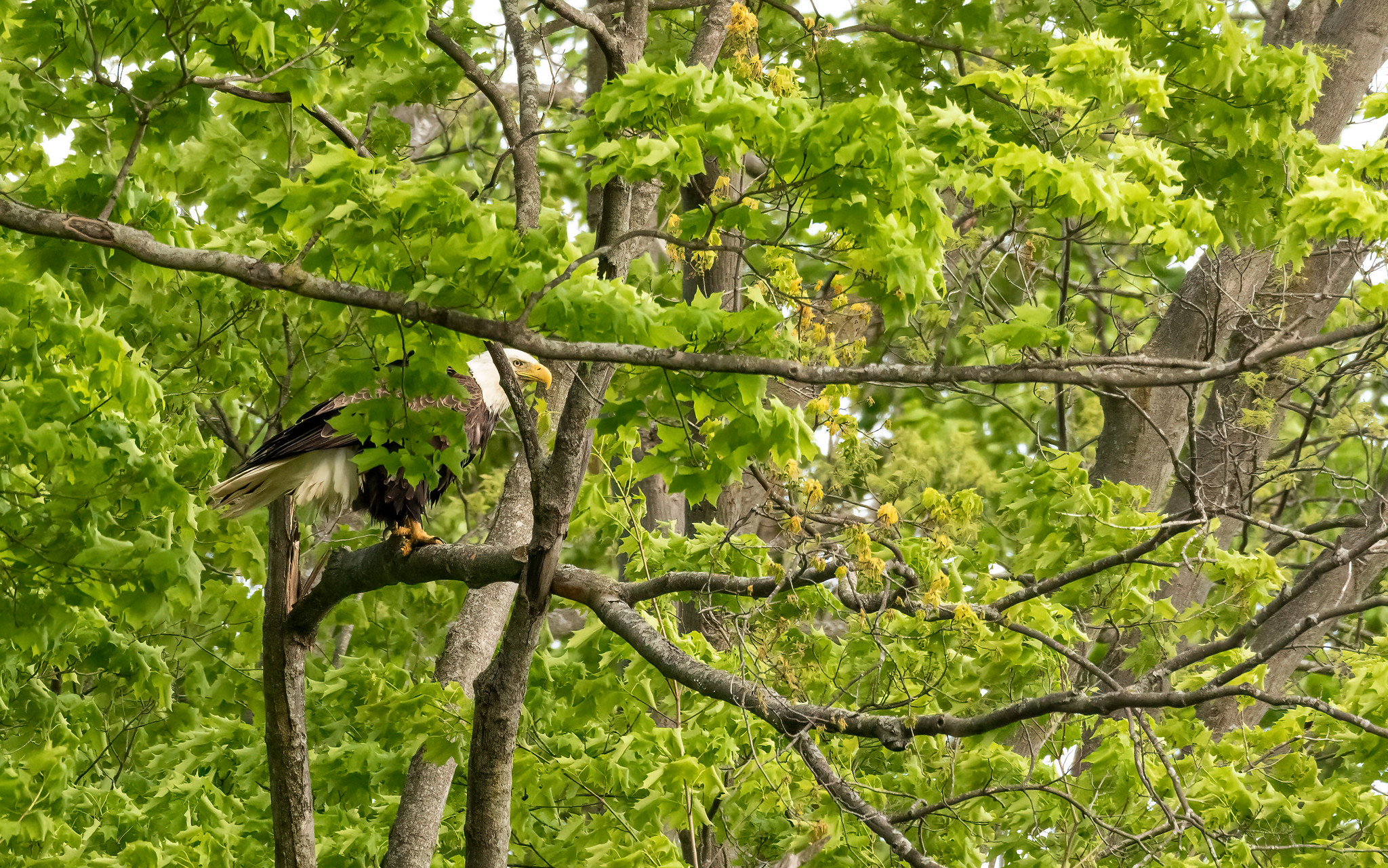 Amongst the Trees by Kevin Povenz