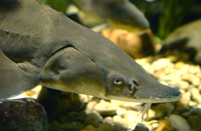 Lake Sturgeon by Dave Brenner, Michigan Sea Grant