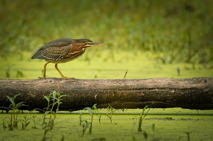 Green Heron by Kevin Povenz