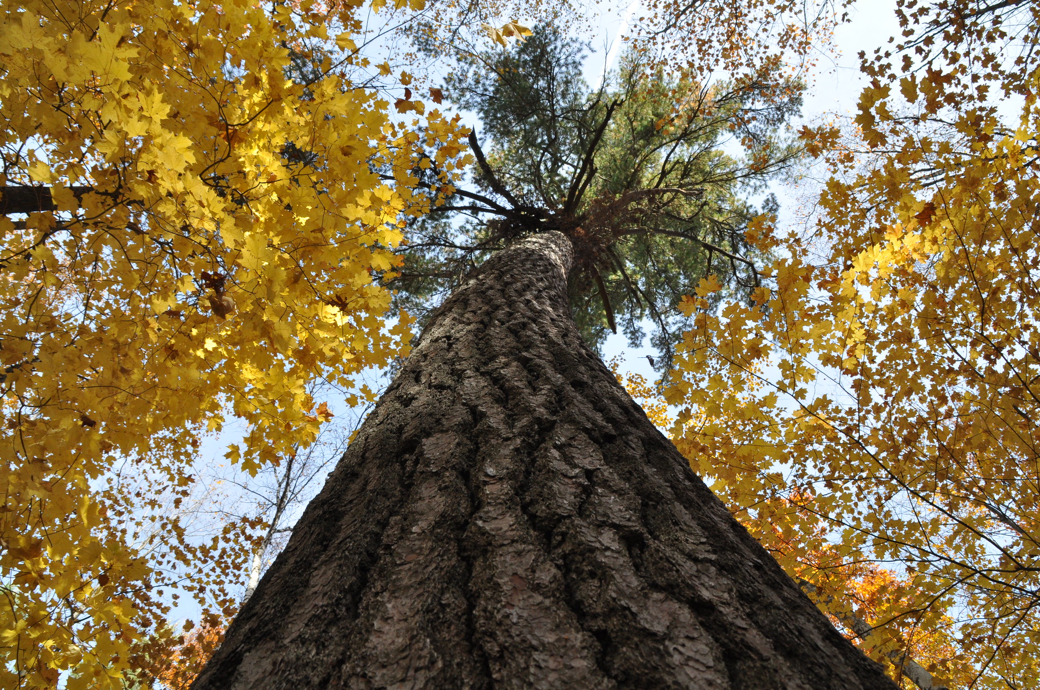 Hartwick Pines State Park by James Salinas