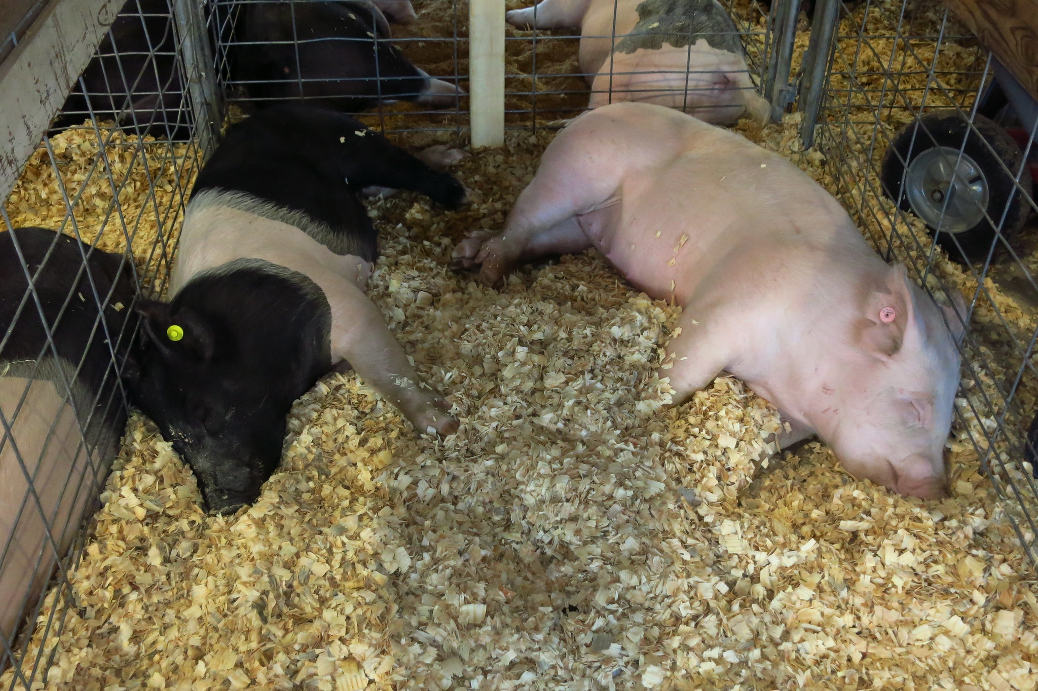 Pigs Chillaxing by John Gagnon