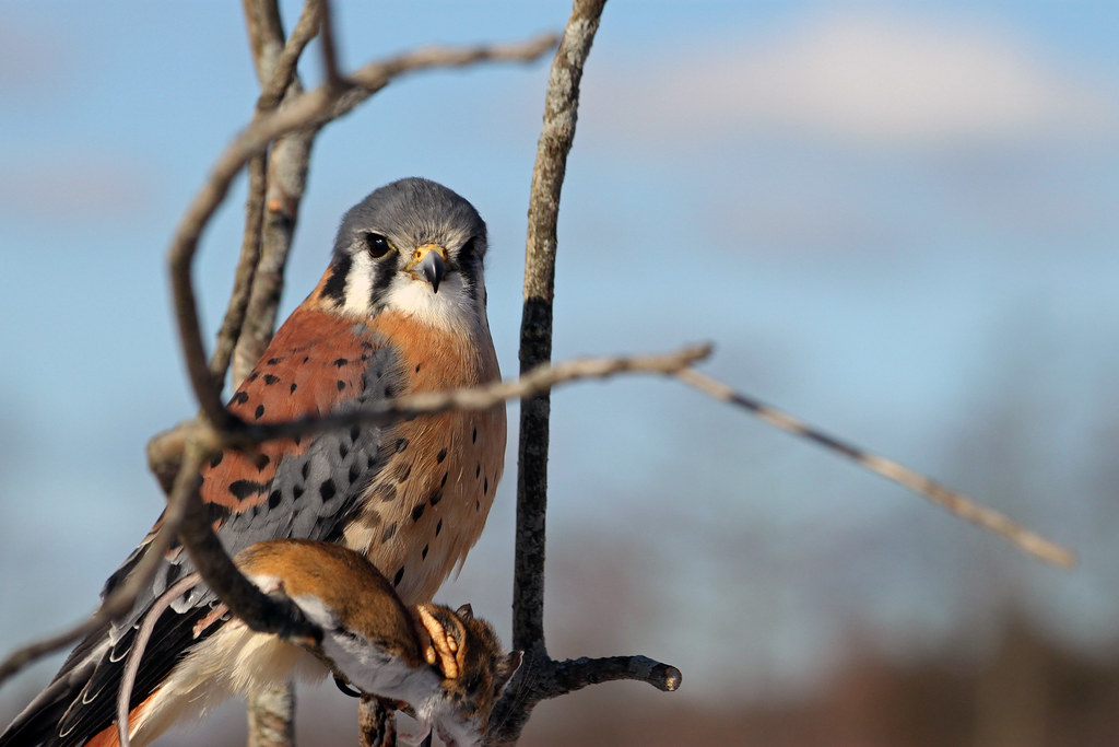 American Kestrel with mouse by Kevin Povenz