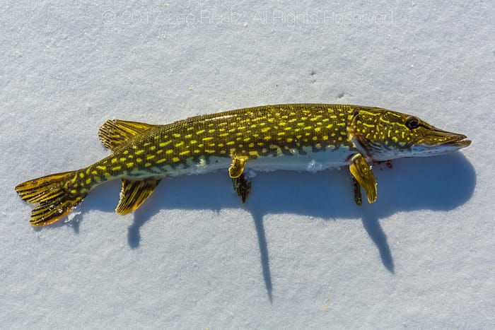 northern-pike-and-ice-fishing