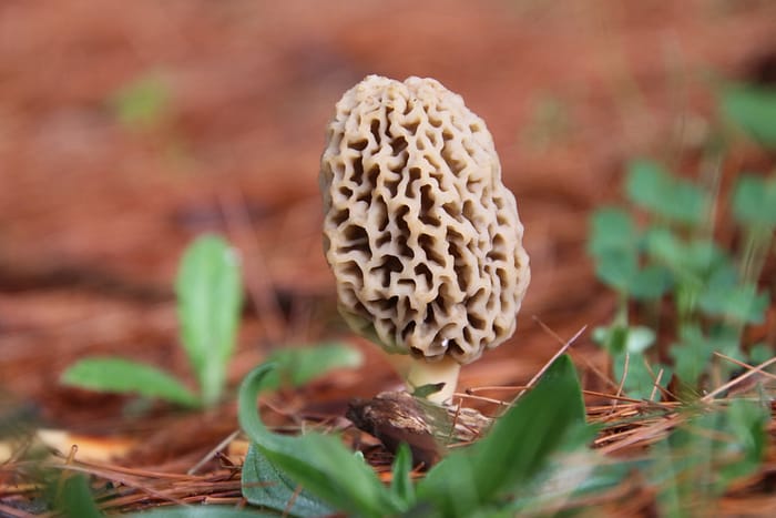 Mushrooms on Pine View Golf Course by Corey Seeman