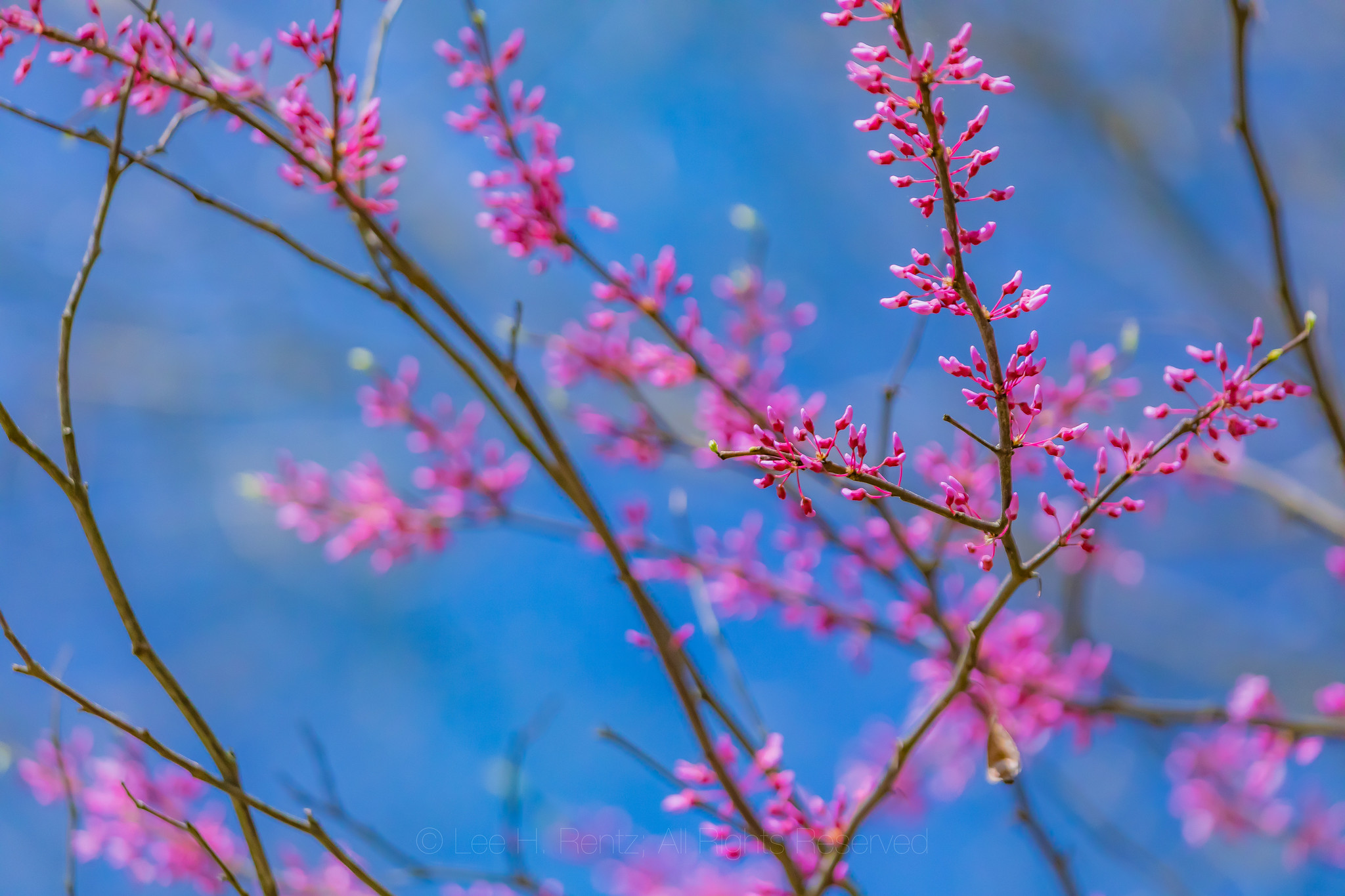 Eastern Redbud Blooming in Michigan by Lee Rentz