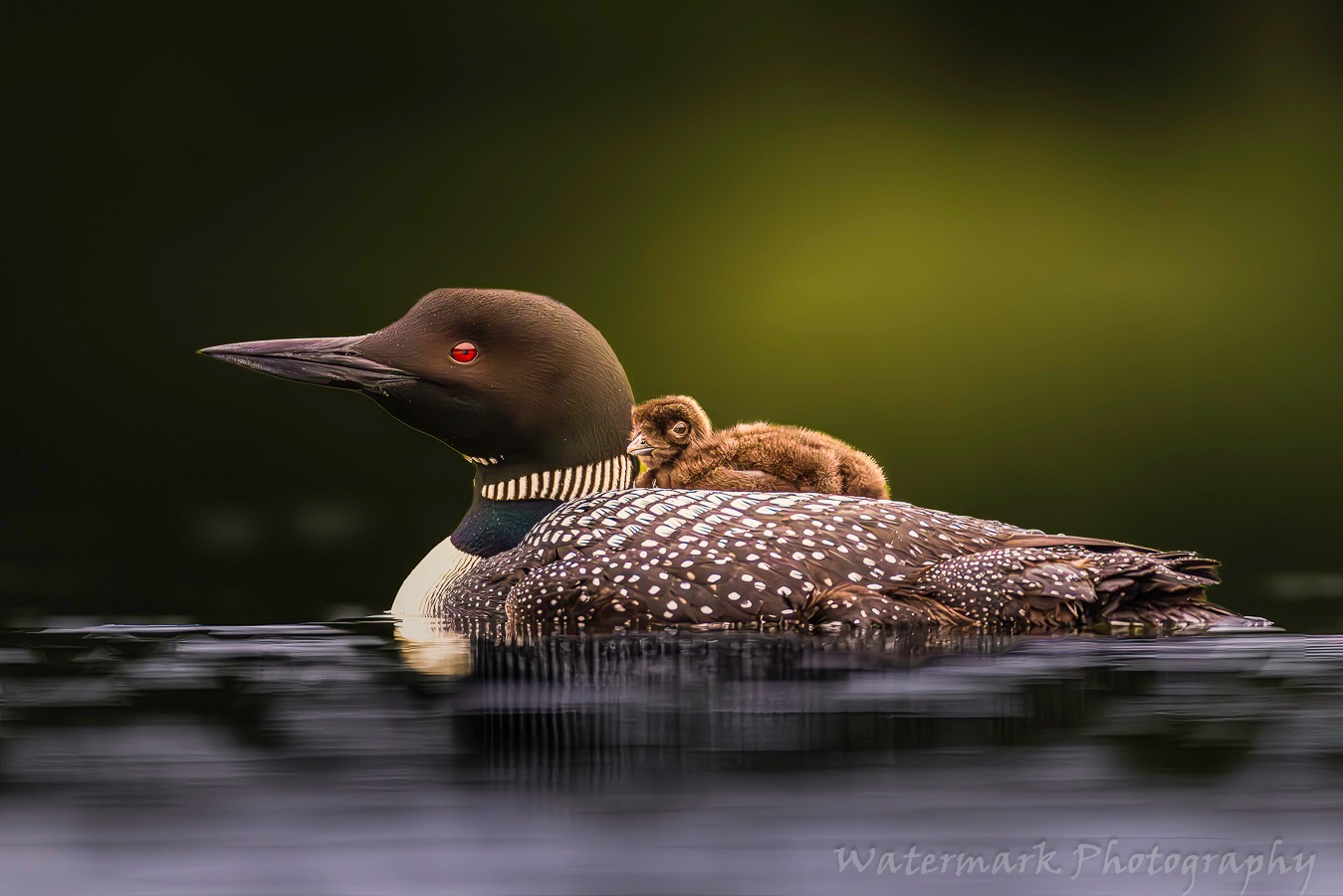 What you looking at? by Watermark Photography