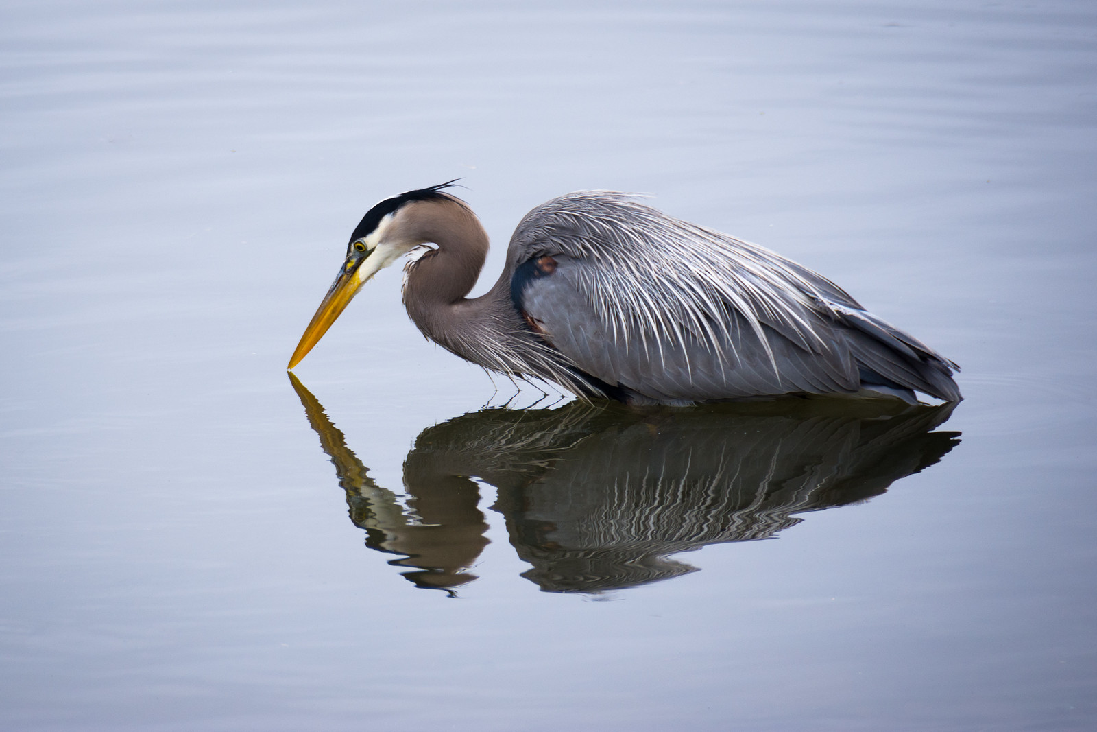 Reflections by cncphotos
