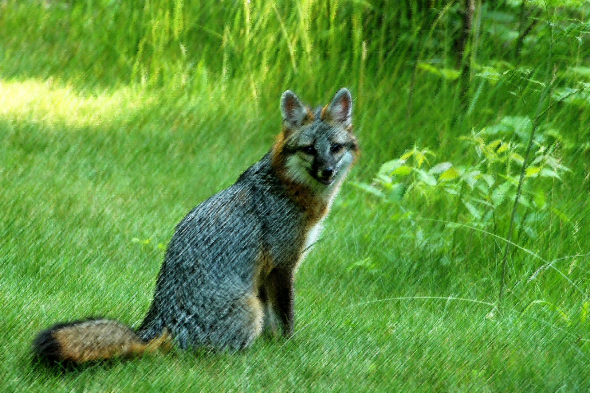 https://www.flickr.com/photos/bobcarter/10106190934/in/photolist-RRXj42-ti1sGh-fg72Ln-gp3Sth
