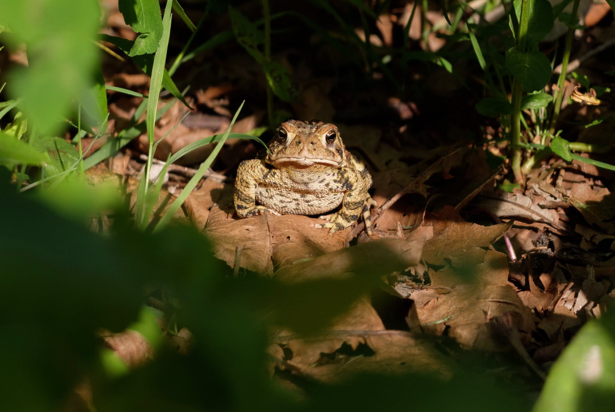 Grumpy Toad at Milham Park by Bills Pictures