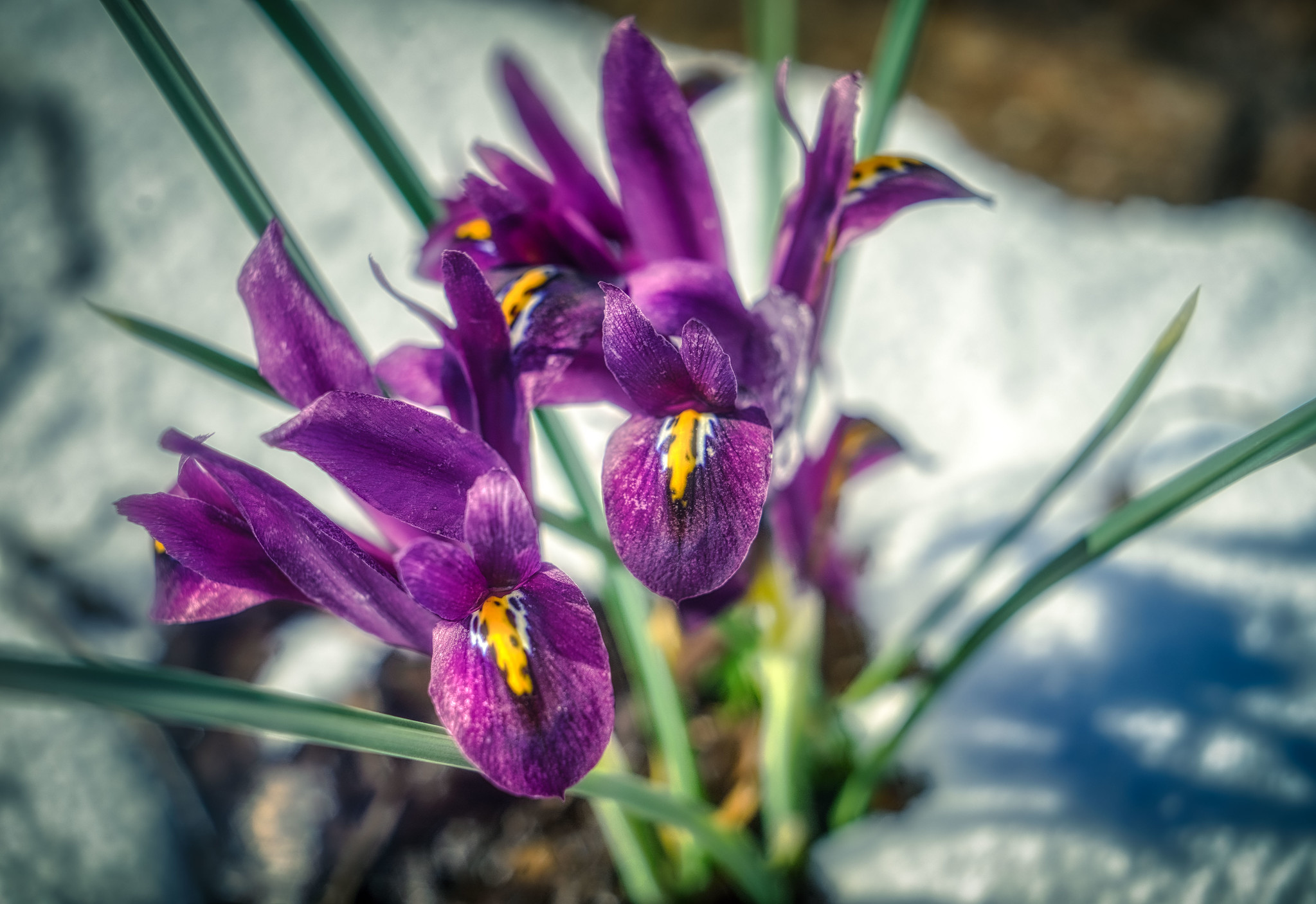 Perseverance by Mark Smith​