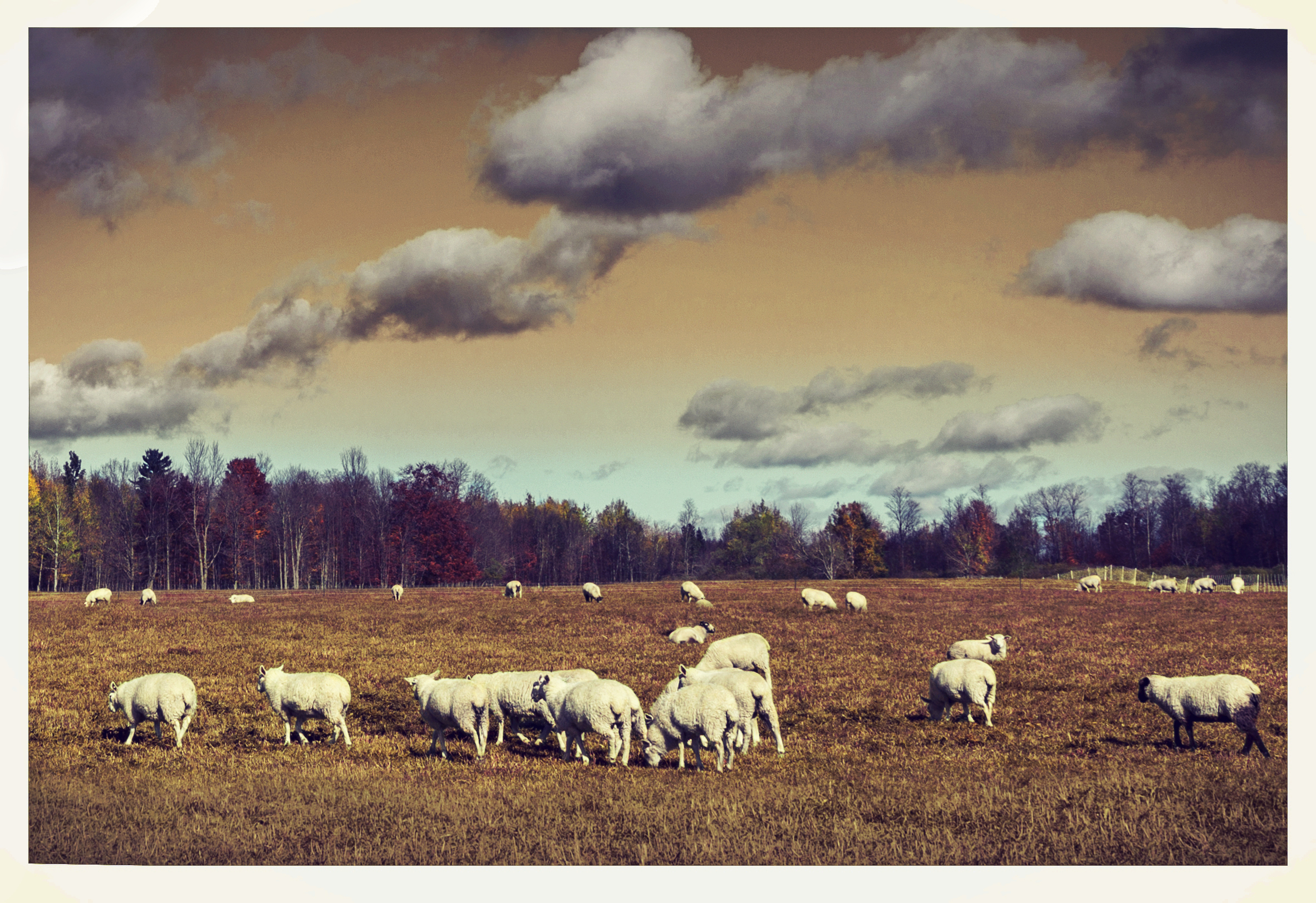 Alien Sheep by Steve