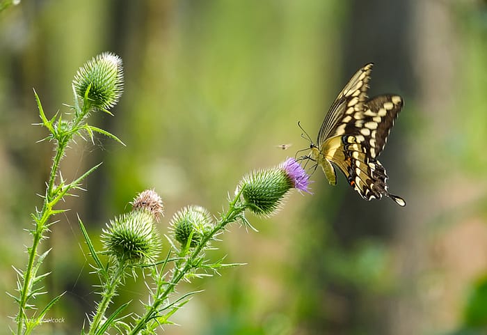August Delight by james woolcock