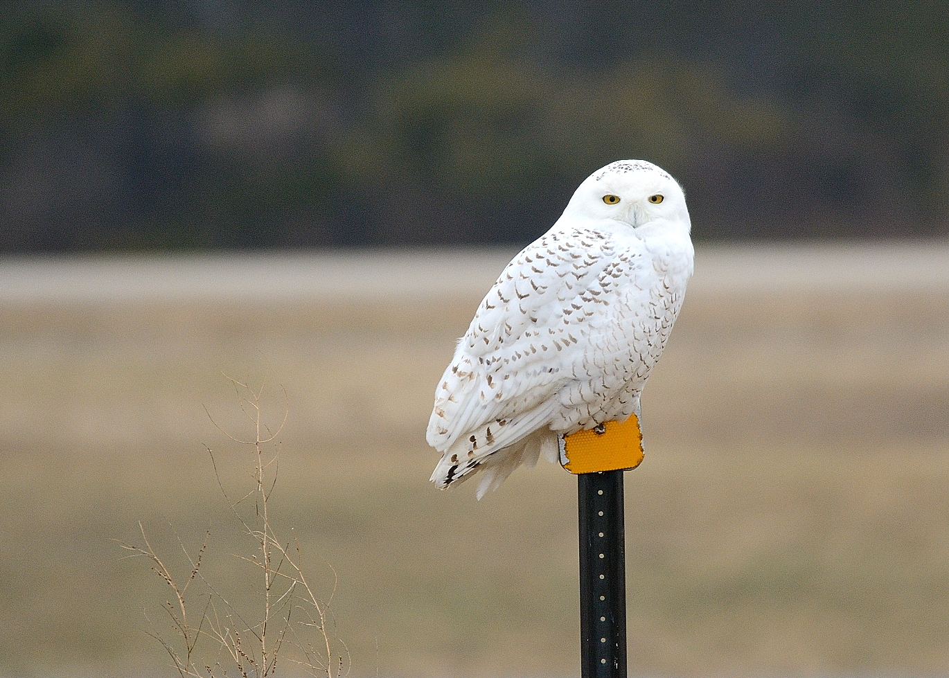 Happy Solstice and Winter by Dale DeVries