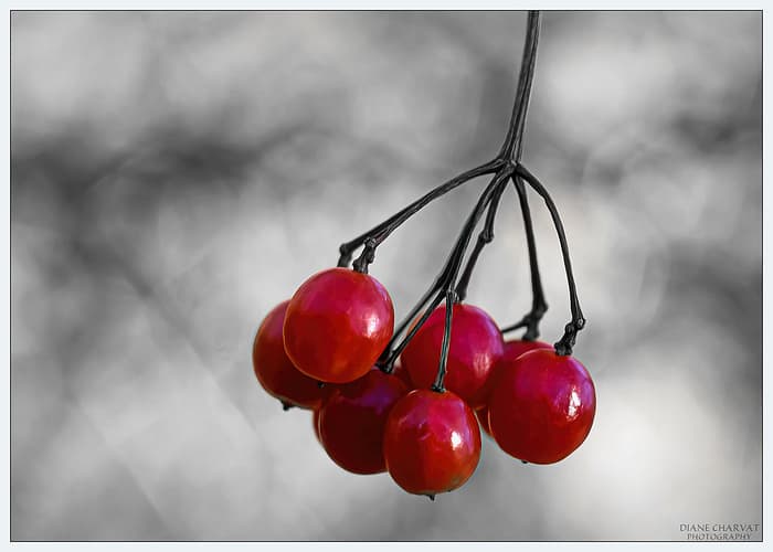 Highbush Cranberry by Diane Charvat