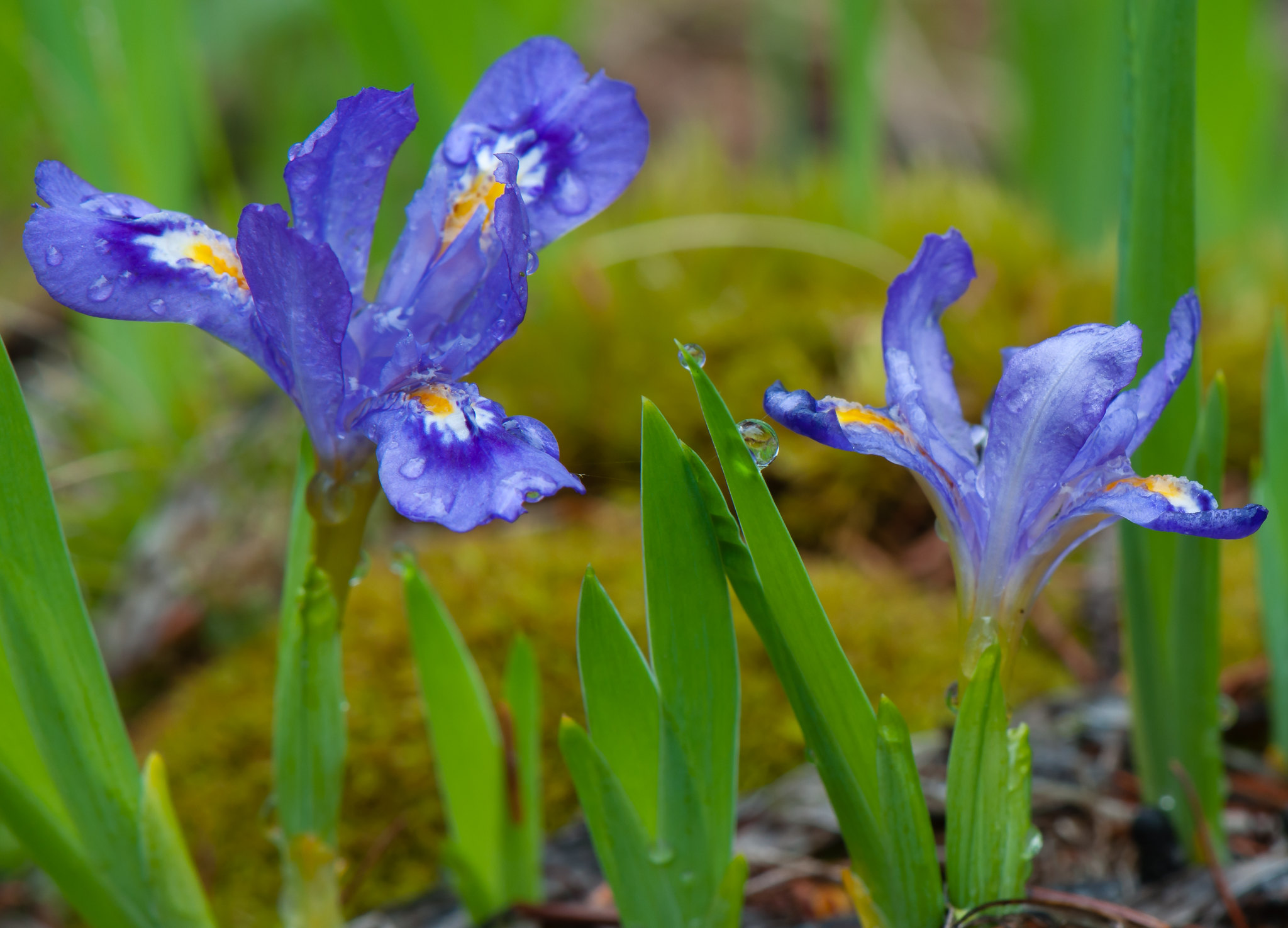 Iris lacustris by Bradford Slaughter
