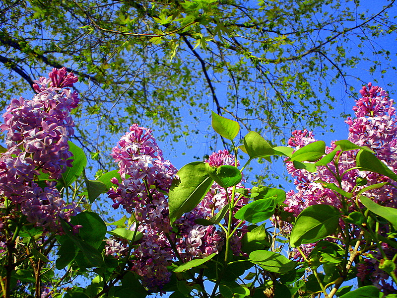 Buds On Blue