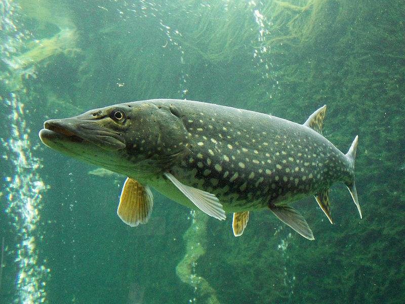 Michigan Northern Pike Esox lucius