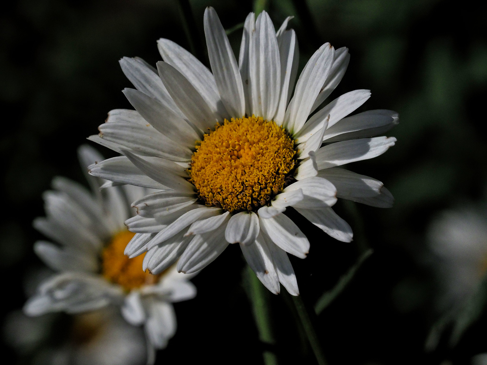 Shasta Daisy by joeldinda