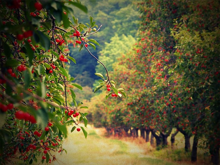 Leelanau Tart Cherries Ready for Harvest by Andrew McFarlane