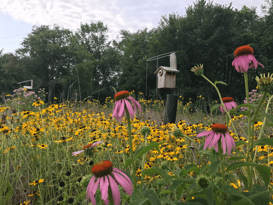 Prairie by Natalie Cypher