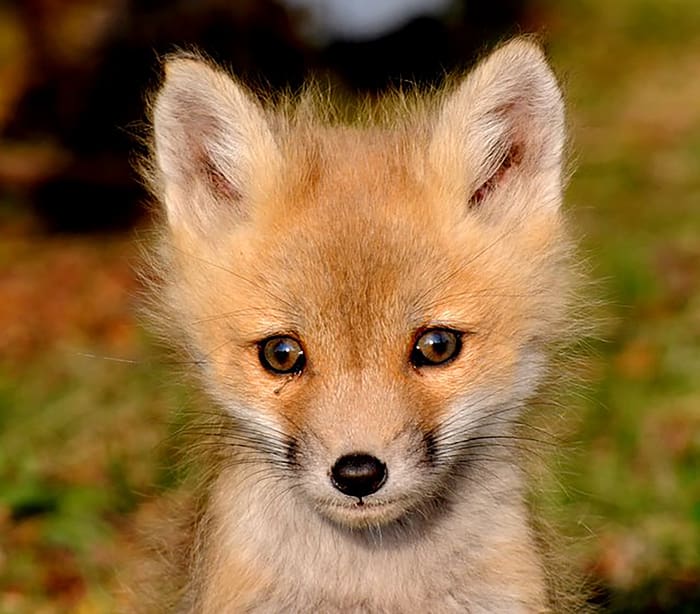 Where's Mom? by Julie Christiansen