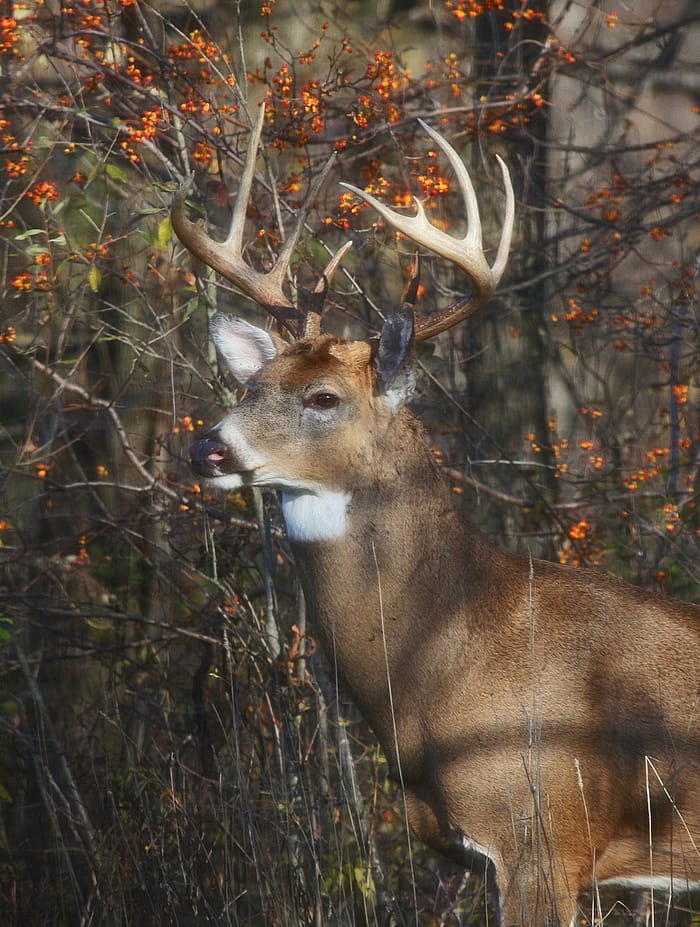 king of the forest