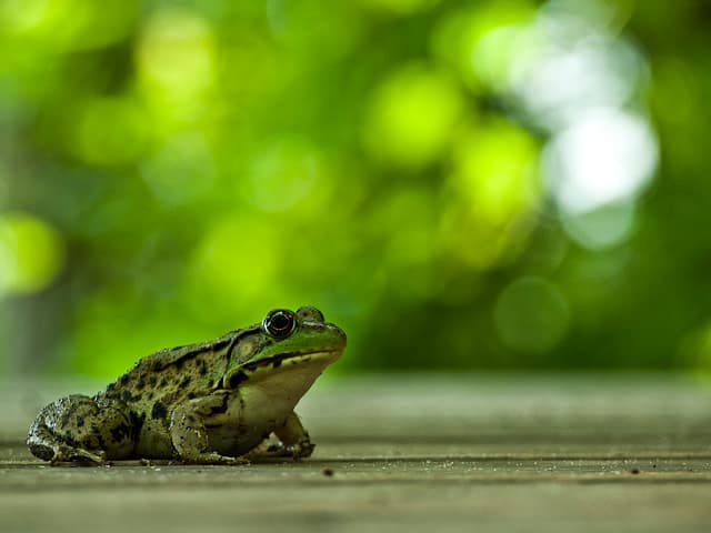 Ribbit Tell'em
