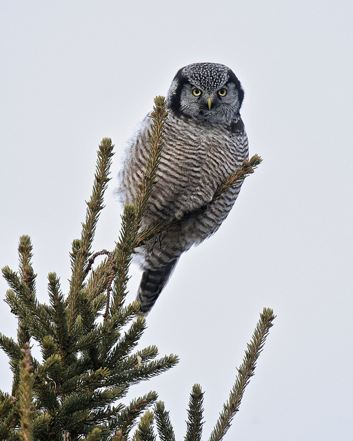 northern hawk owl, chippewa county, michigan