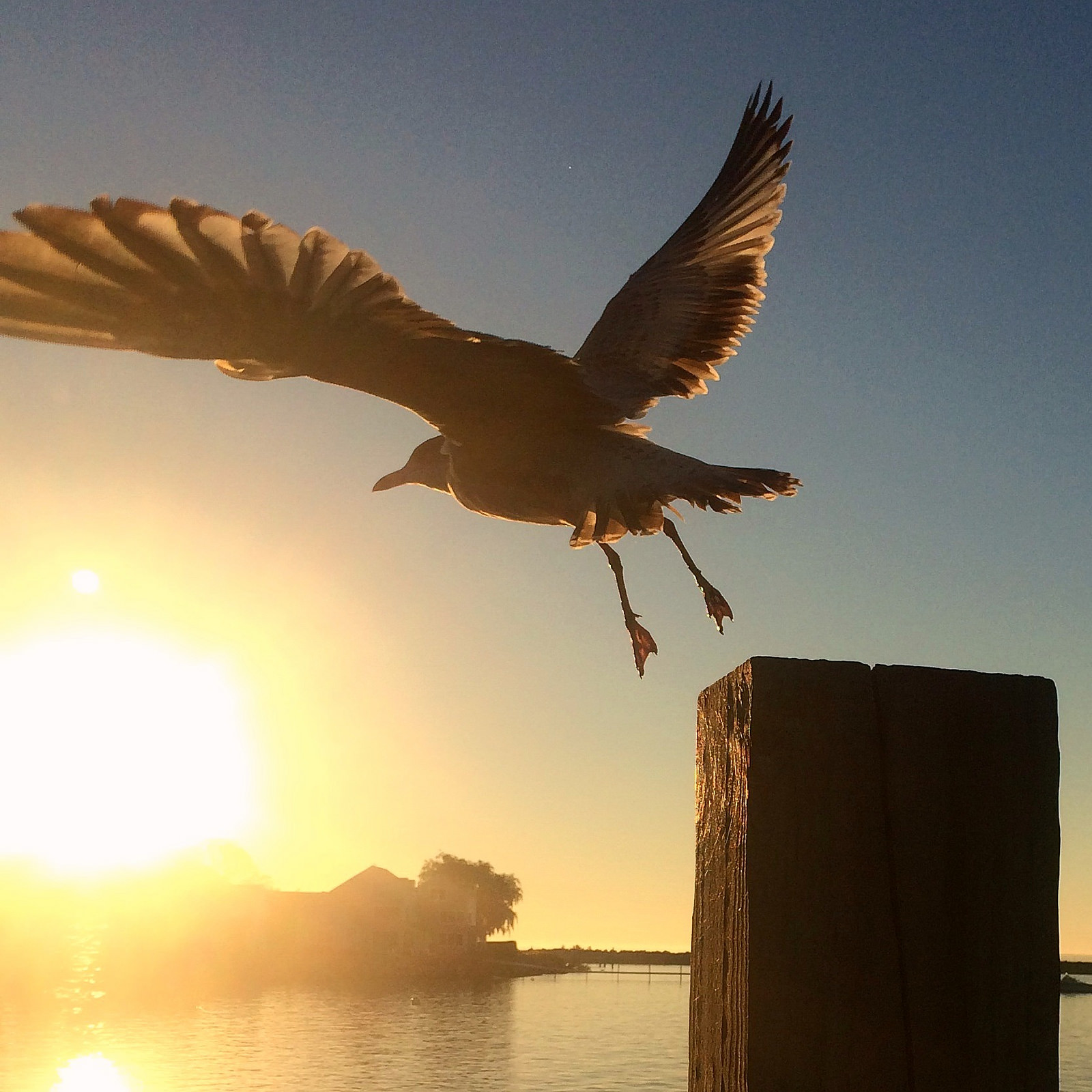 Sunrise Flight
