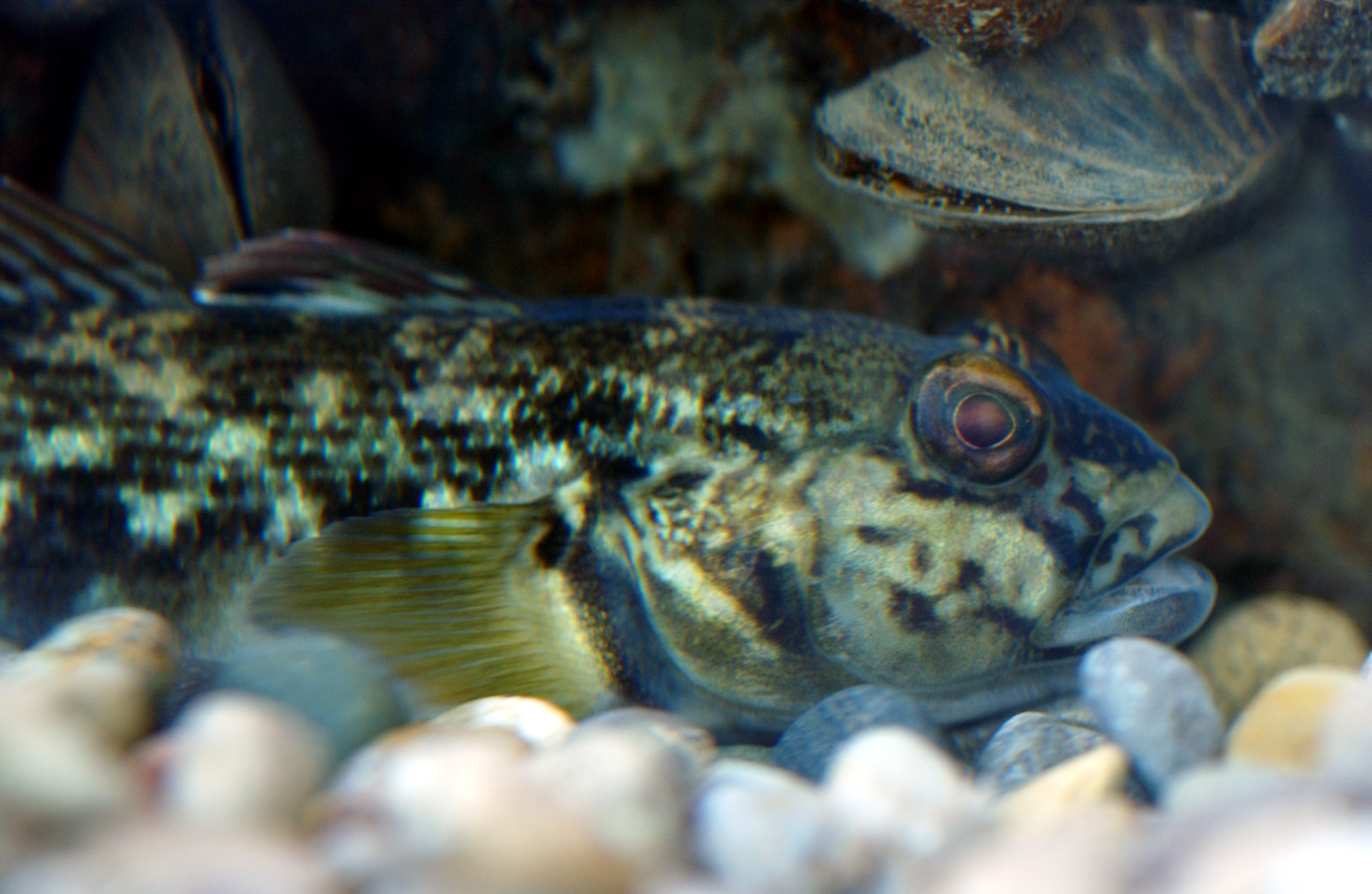 Round Goby
